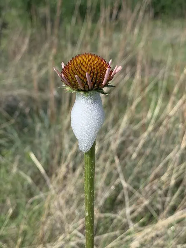   Narrow-leaved Purple Coneflower &nbsp;( Echinacea angustifolia ) and&nbsp;the attandant,&nbsp; Spittlebug . 
