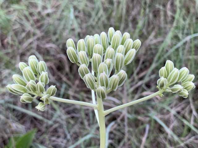   Prairie Indian Plantain &nbsp;( Arnoglossum plantagineum ) 