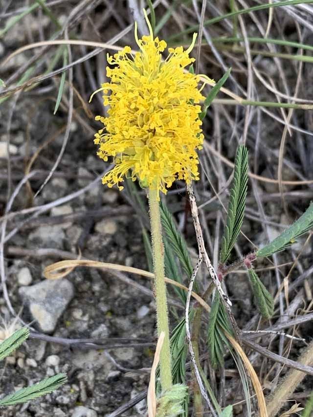   Yellow Puff &nbsp;( Neptunia lutea ) 