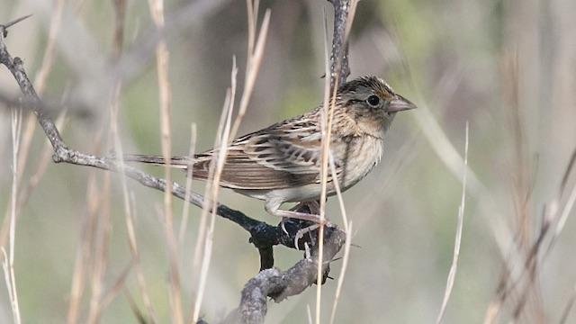   Grasshopper Sparrow . Photo by,&nbsp; Sam Kieschnick . 