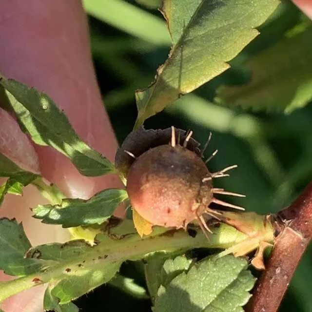   Rose Gall Wasp . Photo by,&nbsp; Don Young . Not previously recorded in Texas. 