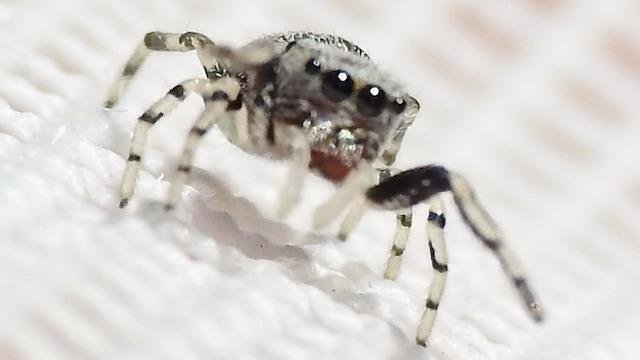   Hammer-jawed Jumping Spider &nbsp;( Zygoballus rufipes )&nbsp; 