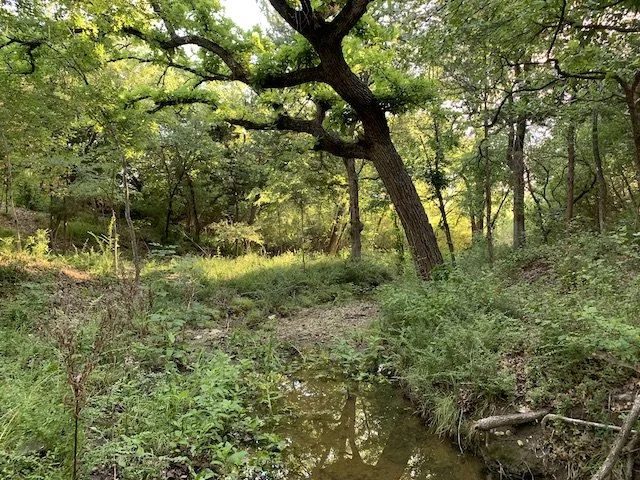  Shade from extra large Oak, Elm and Cottonwood trees create a pleasing respite from the summer Sun. 