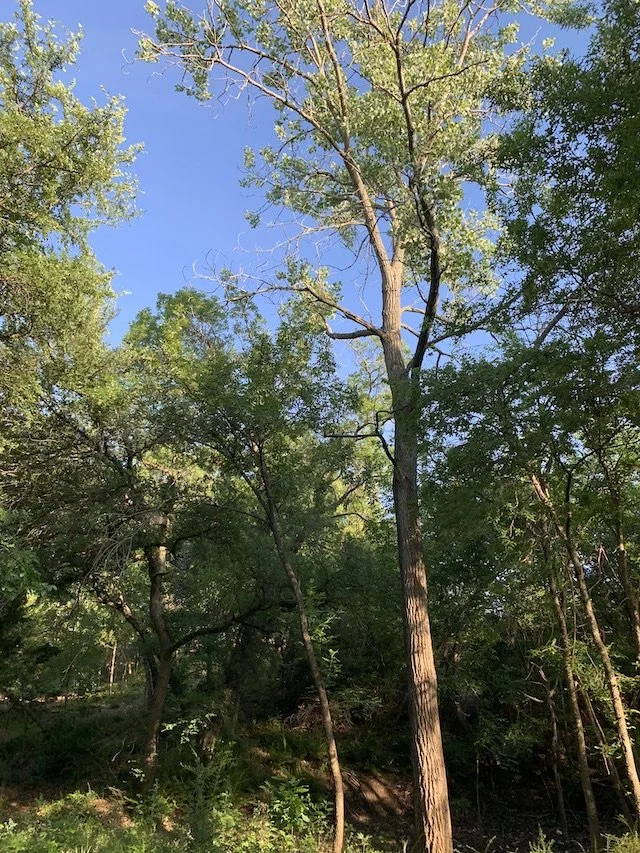  One way to find the waterhole is look for the towering Cottonwood tree. 