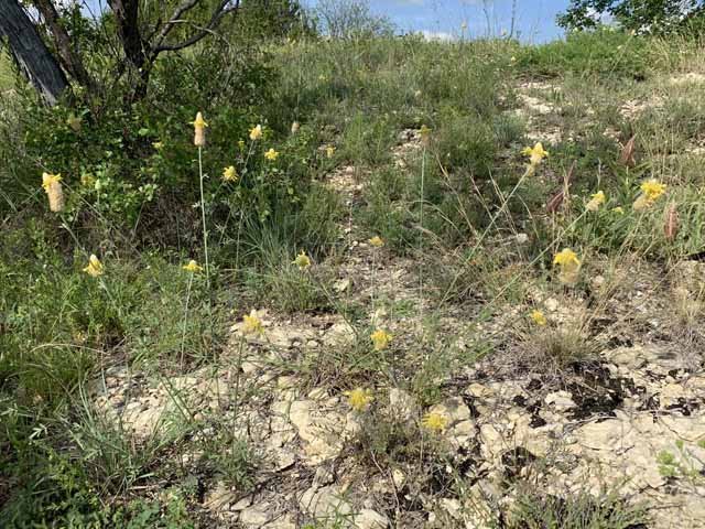  A nice patch of&nbsp; Golden Prairie Clover &nbsp;( Dalea azurea ) growing in shallow limestone soil. 