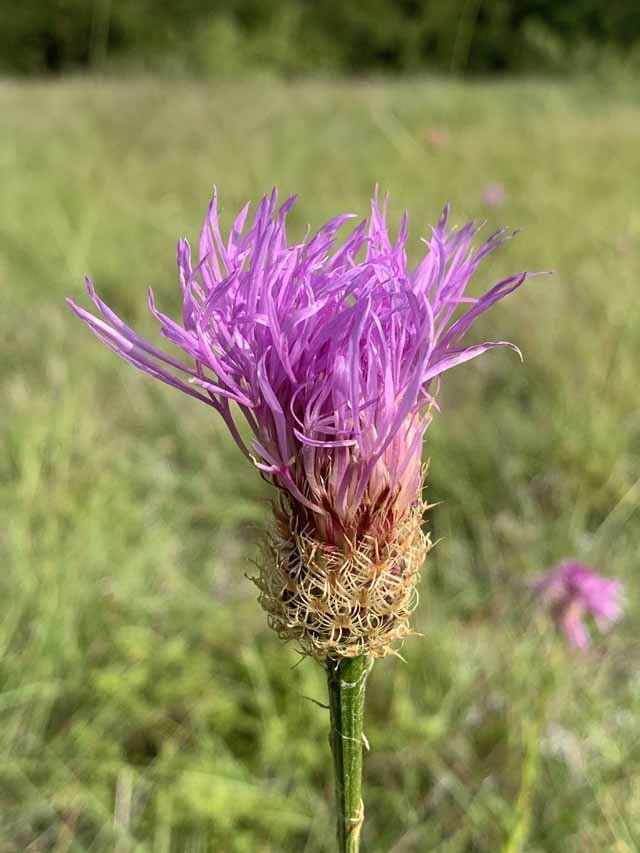  An&nbsp; American Basketflower &nbsp;( Plectocephalus americanus ) raises its shaggy head&nbsp;before the heat set in. 