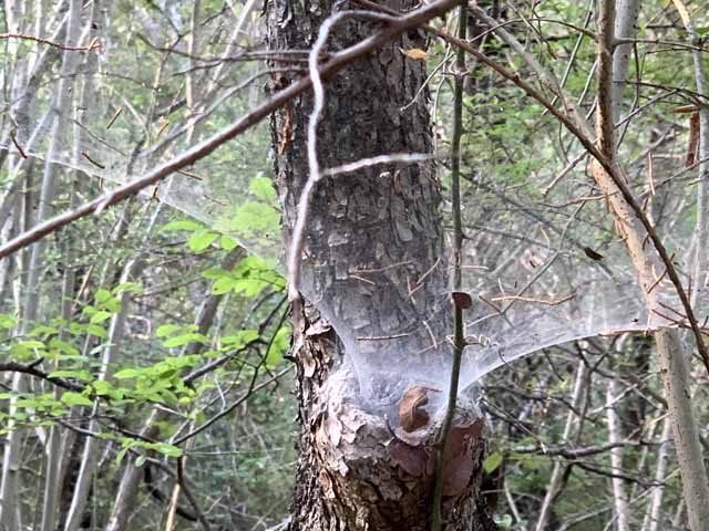  Summer heat means lots of spiders in the deep wood. 