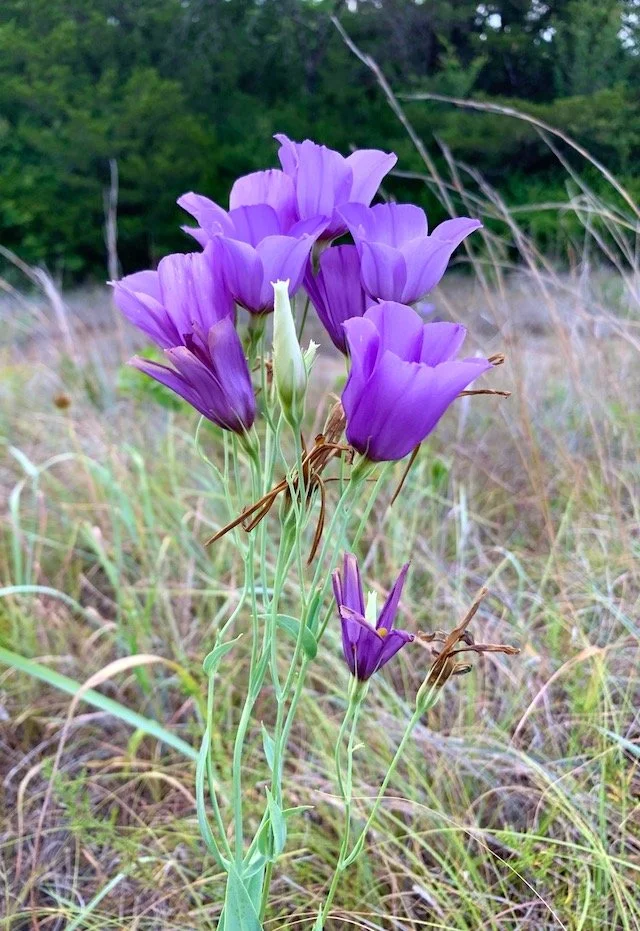   Texas Bluebell &nbsp;( Eustoma russellianum ) had a brief bloom time this year. . . 