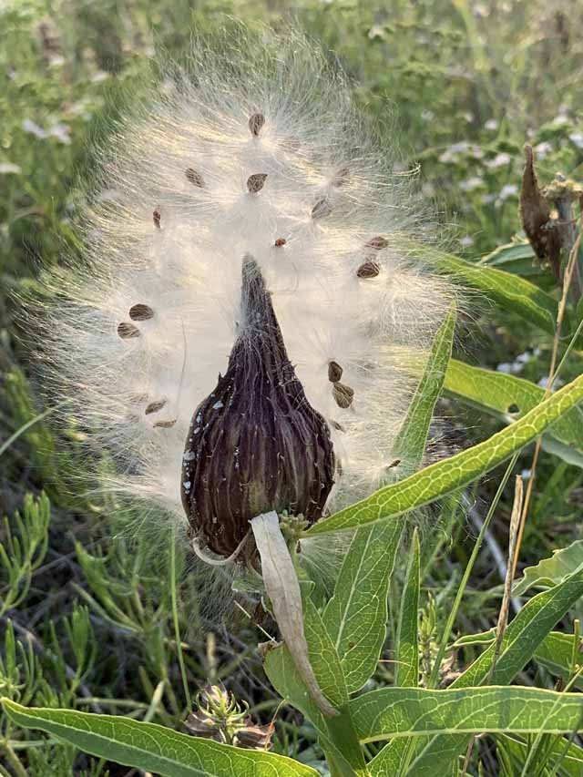   Antelopehorn&nbsp;Milkweed &nbsp;( Asclepias asperula ) seedpod exploding open in mid-June. 