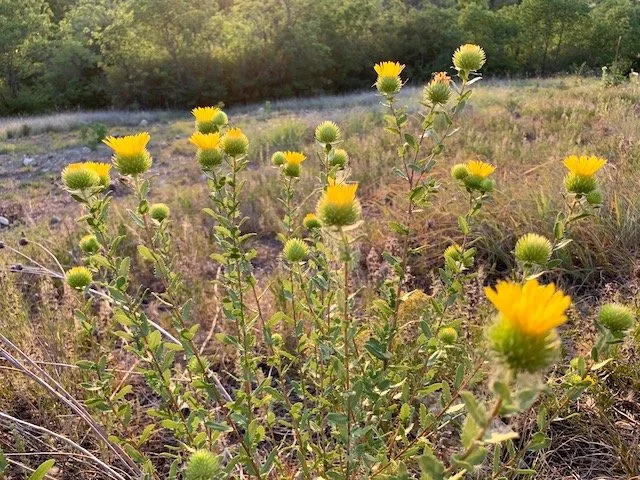   Narrowleaf Gumweed &nbsp;( Grrindelia lanceolata ) is one of the few wildflowers bloominmg in late June. 