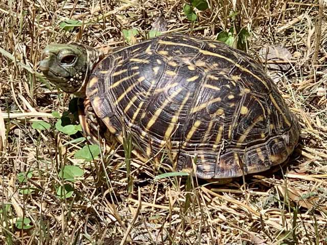   Ornate Box Turtle &nbsp;sightings are exceedingly rare these days. 