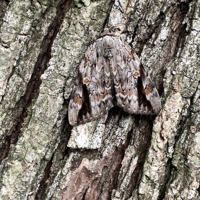   Sad Underwing Moth, &nbsp;another new species&nbsp;here was spotted&nbsp;by&nbsp; Don Young &nbsp;as it flew mysteriously from tree to tree near sunset. 