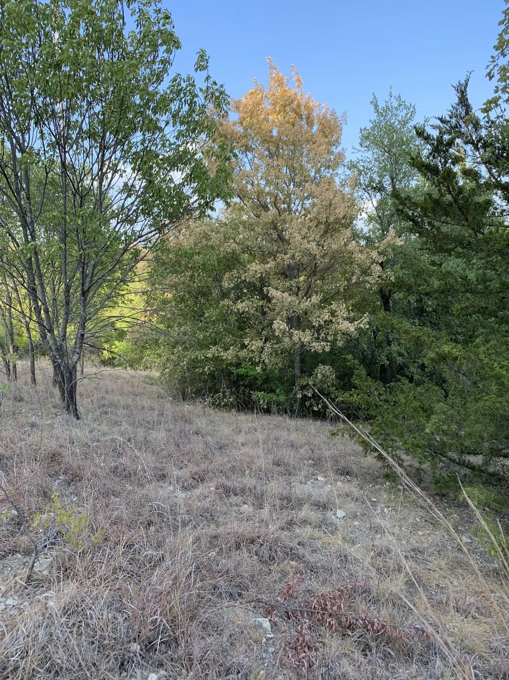 There are signs of stress in a number of Oak trees. 