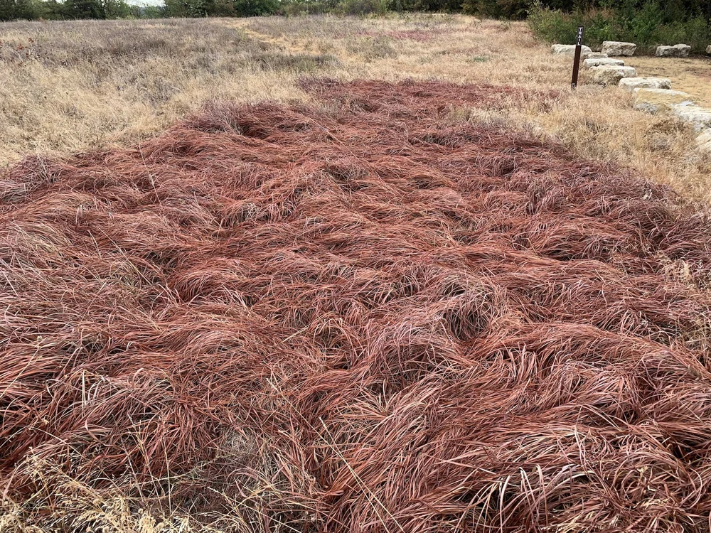  On 8/09/2022, a very light rain transformed this patch of Big Bluestem grass. 