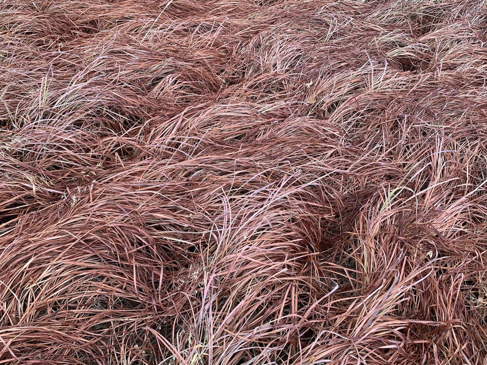  This large patch of Big Bluestem is reportedly more than 100 years old. 