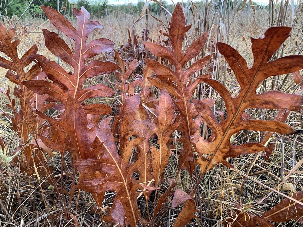  Damp Compassplant leaves look freshly varnished. 
