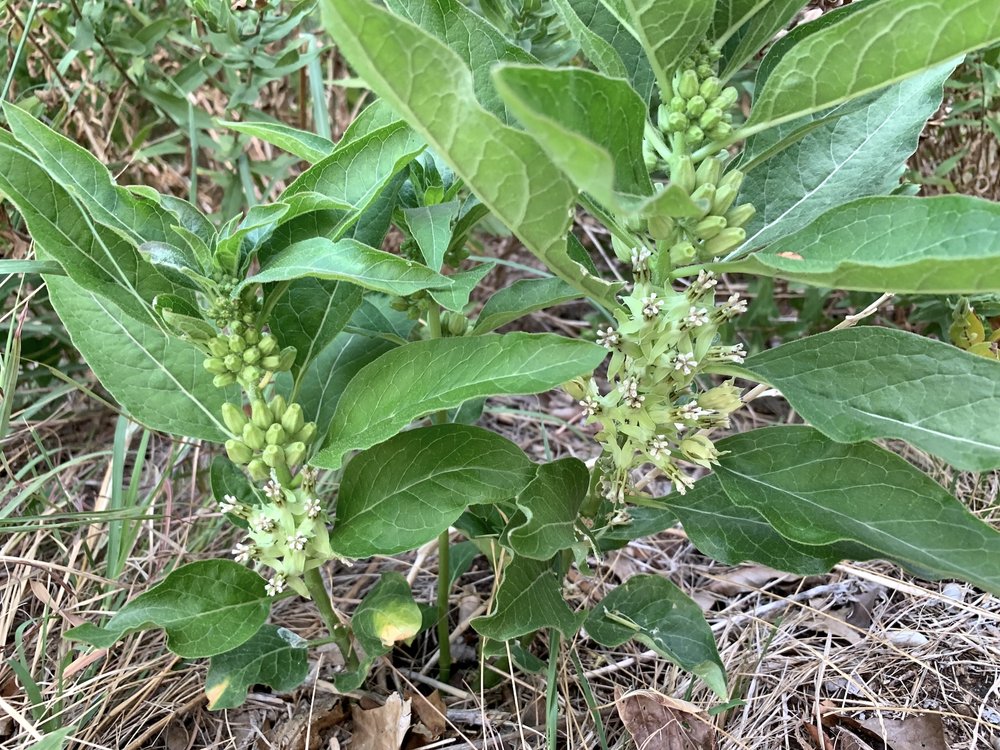   Zizotes Milkweed  ( Asclepias oenotheroides ) is uncommon at Tandy Hills 