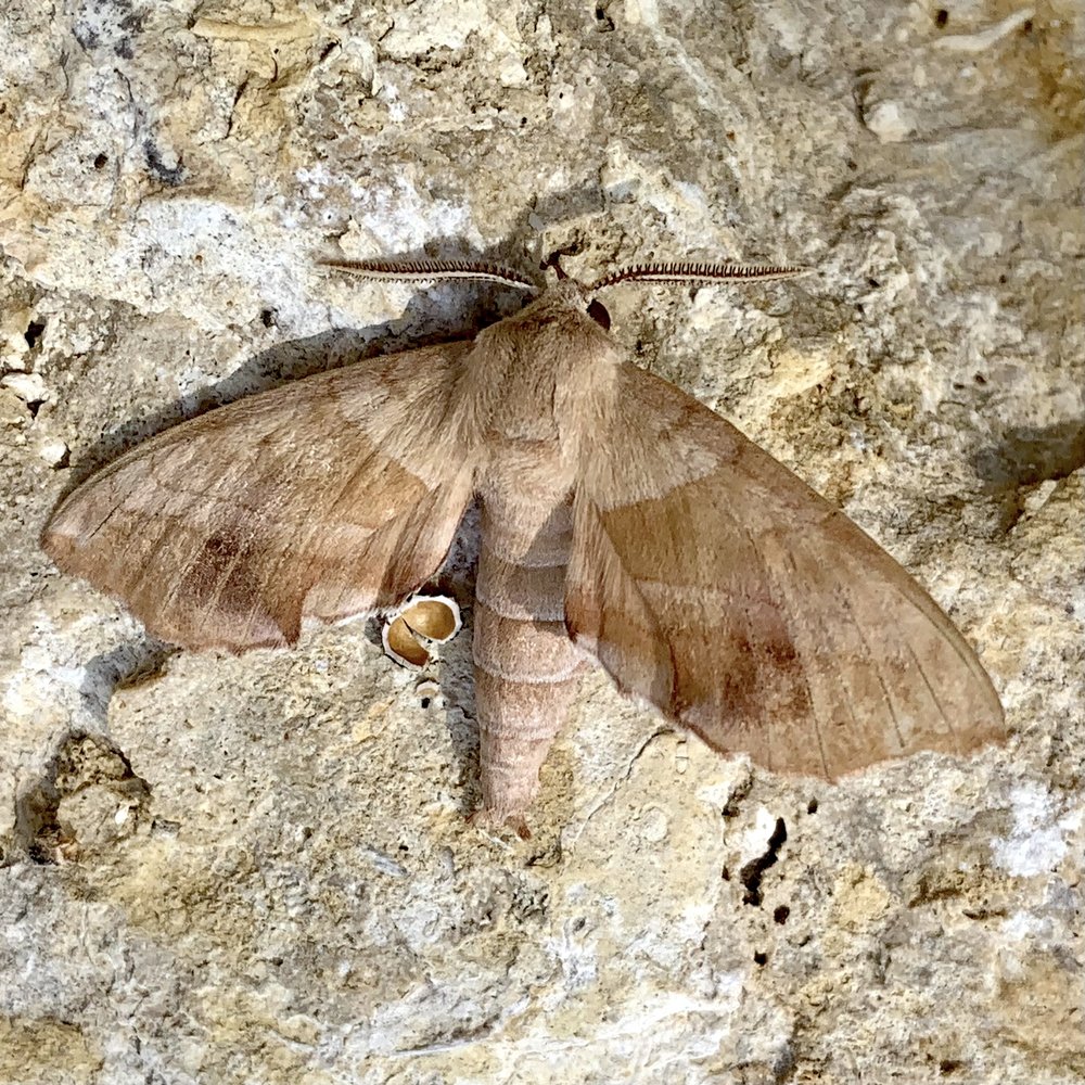   Walnut Sphinx Moth  