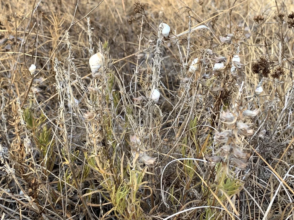  A large grouping of  Prairie Rabdotus  land snails. 