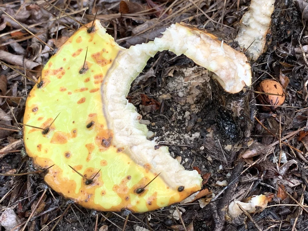   Prickly Pear  cactus is a reliable food source for critters, even in drought. 