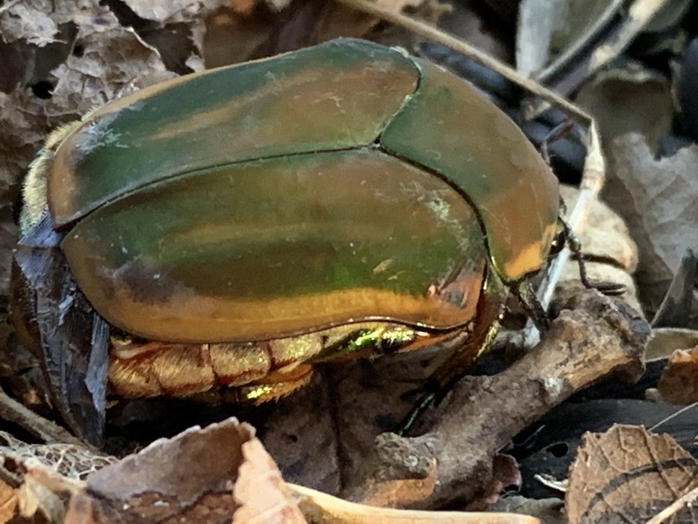   Common Green June Beetle  