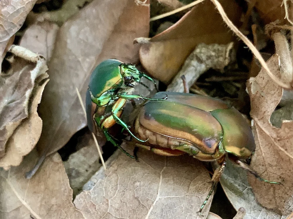   Common Green June Beetle  