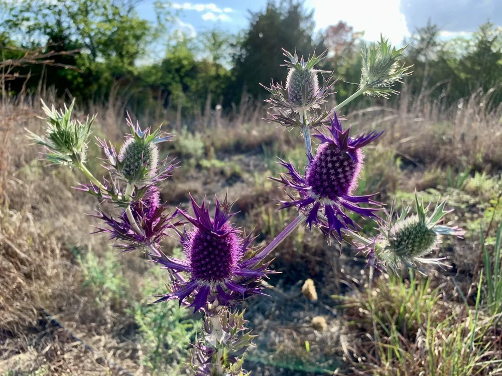   Eryngium leavenworthii  was the most colorful plant of August. 