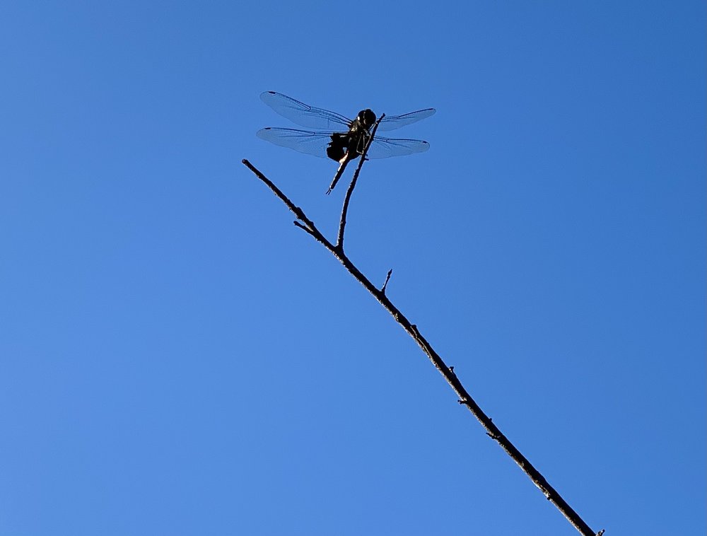  One of many  Black Saddlebag Dragonflies  I saw in late August. 