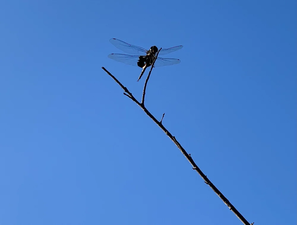  One of many  Black Saddlebag Dragonflies  I saw in late August. 