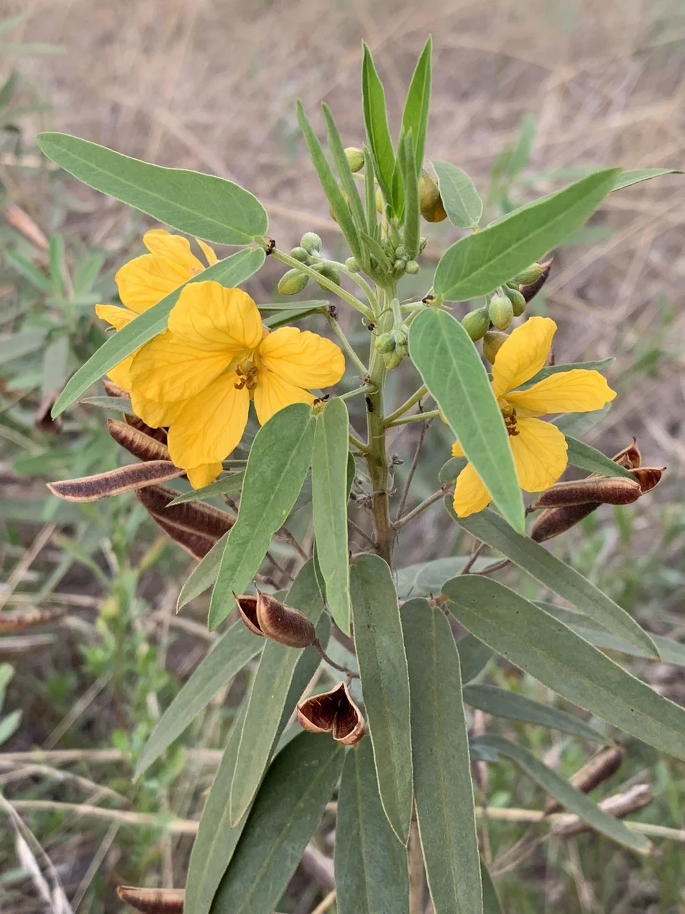   Two-leaved Senna  after the rain on 8.22.22. 