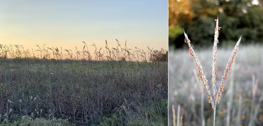 Big Bluestem (Andropogon gerardi)