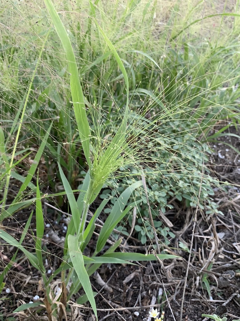 Witch Grass (Panicum capillare)