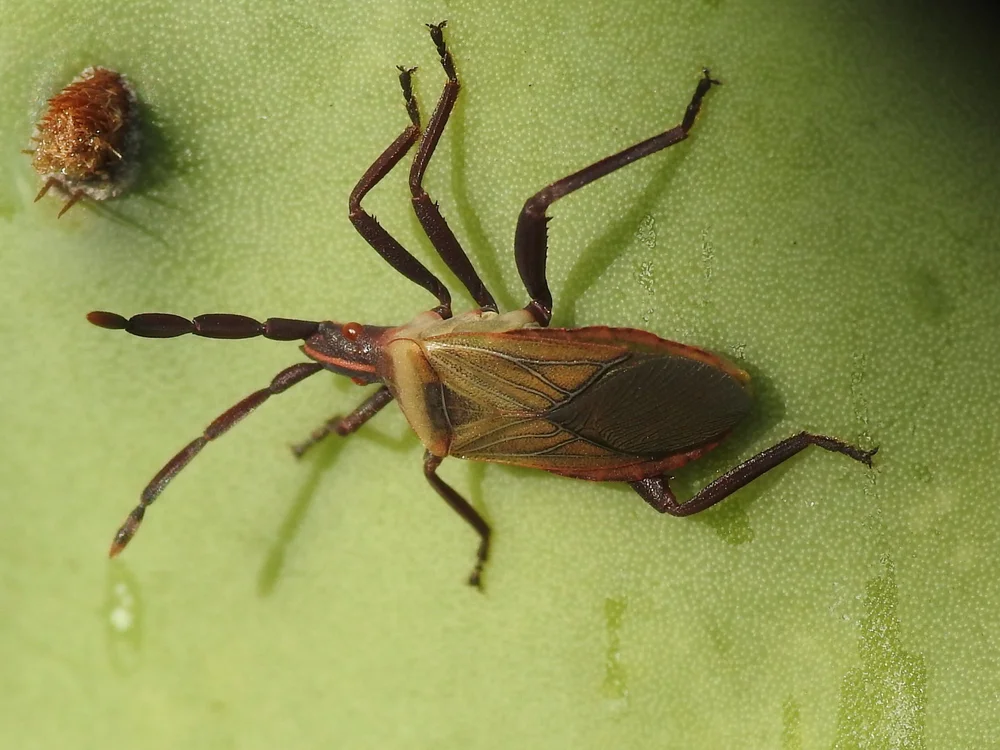 Cactus Coreid Bug (Chelinidea vittiger)