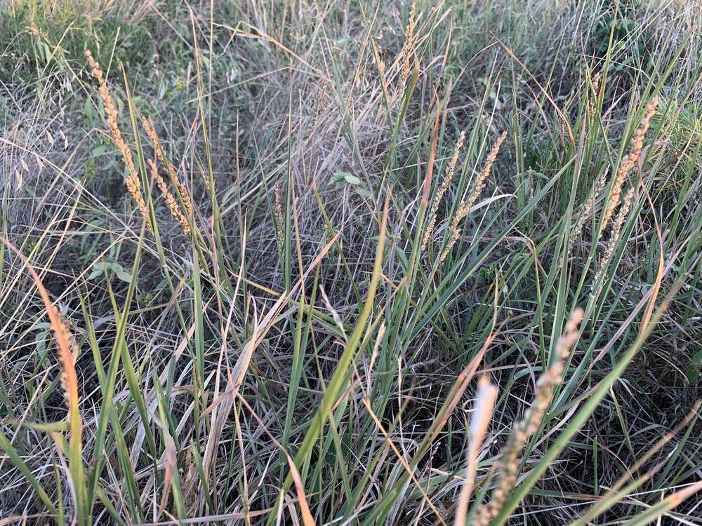 Vine Mesquite Grass (Hopia obtusa)