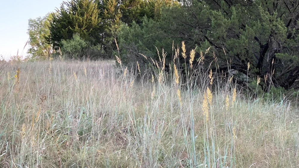   Indiangrass  ( Sorghastrum nutans ) is always a comforting sight. 