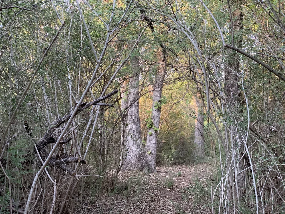  Sunset lights up the new trail near the big oaks. 