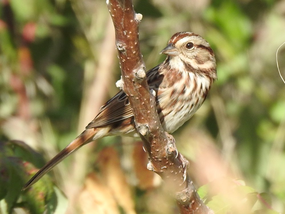   Sam Kieschnicjk  spotted this fairly uncommon,  Song Sparrow , at Tandy Hills 