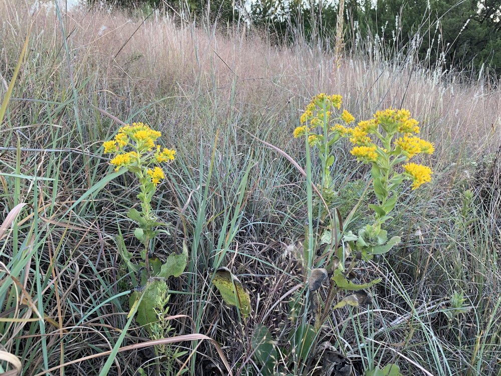   Stiff-leaved Goldenrod  ( Solidago rigida ) is popping up in a few places. 