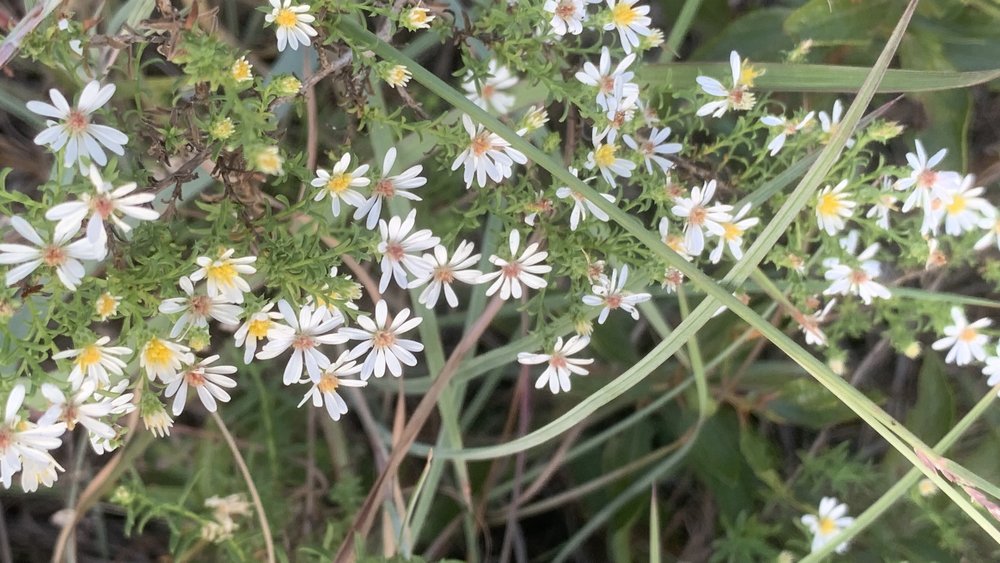   White Heath Aster  ( Symphyotrichum ericoides ) is a sure sign of fall. 