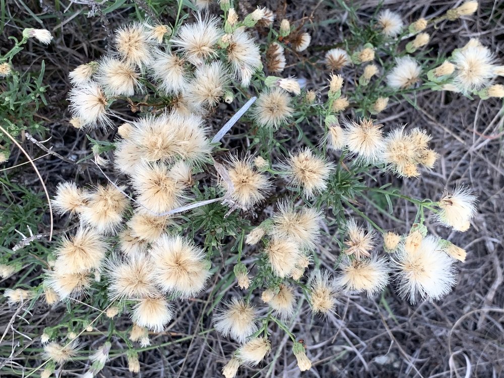  Prairie Falsewillow (Baccharis texana),  in full bloom. 