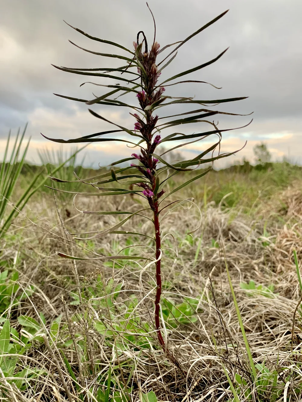  Dotted Gayfeather after blooming 