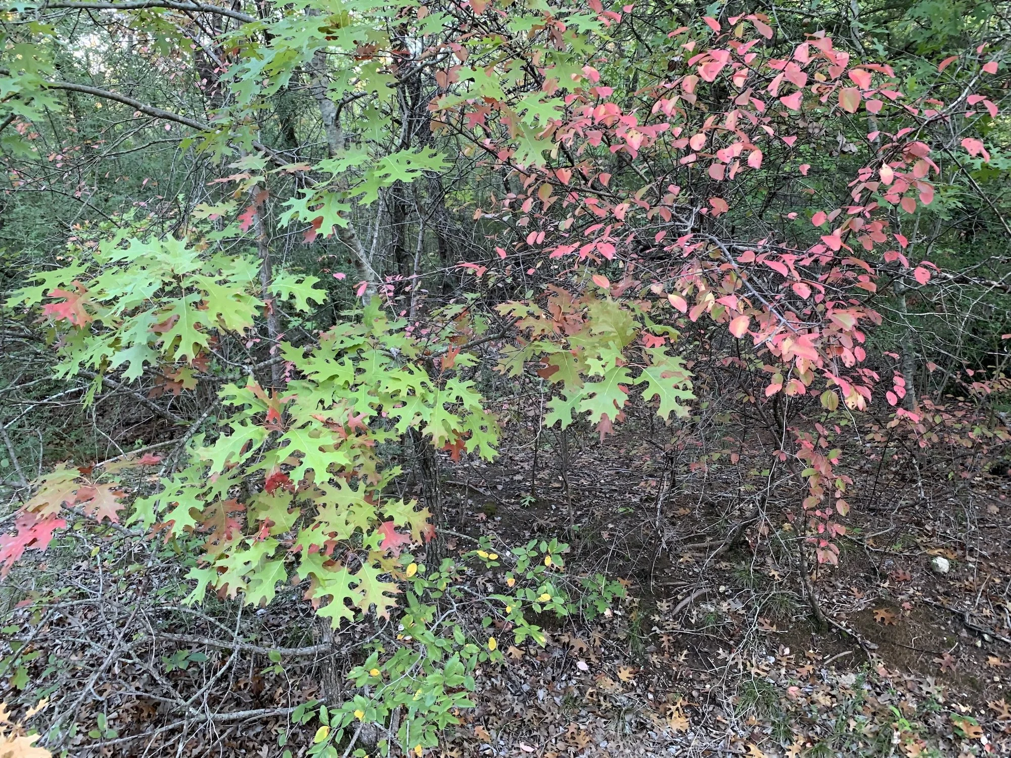 Prairie Notes #191 - Poetry Written on the Grass — Friends of Tandy Hills