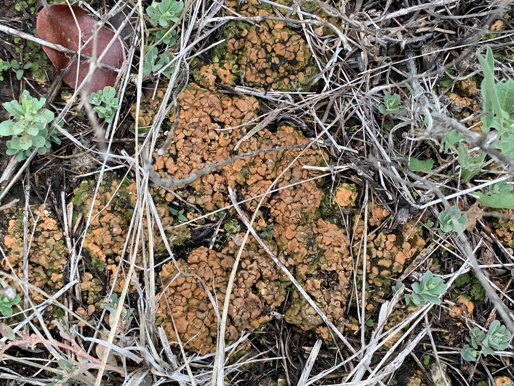   Brown Stipplescale Lichen  ( Clavascidium lacinulatum ) is common across the hills. 