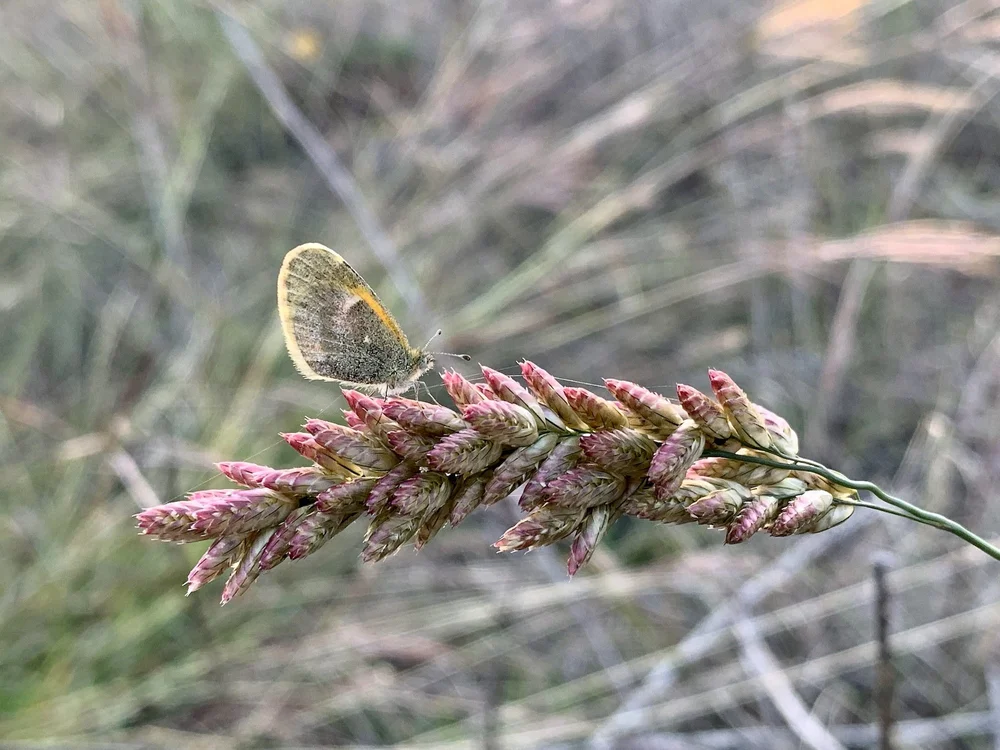 A tiny, Dainty Sulfur butterfly on Pink Fluff Grass is one of the poems written on the Hills. 