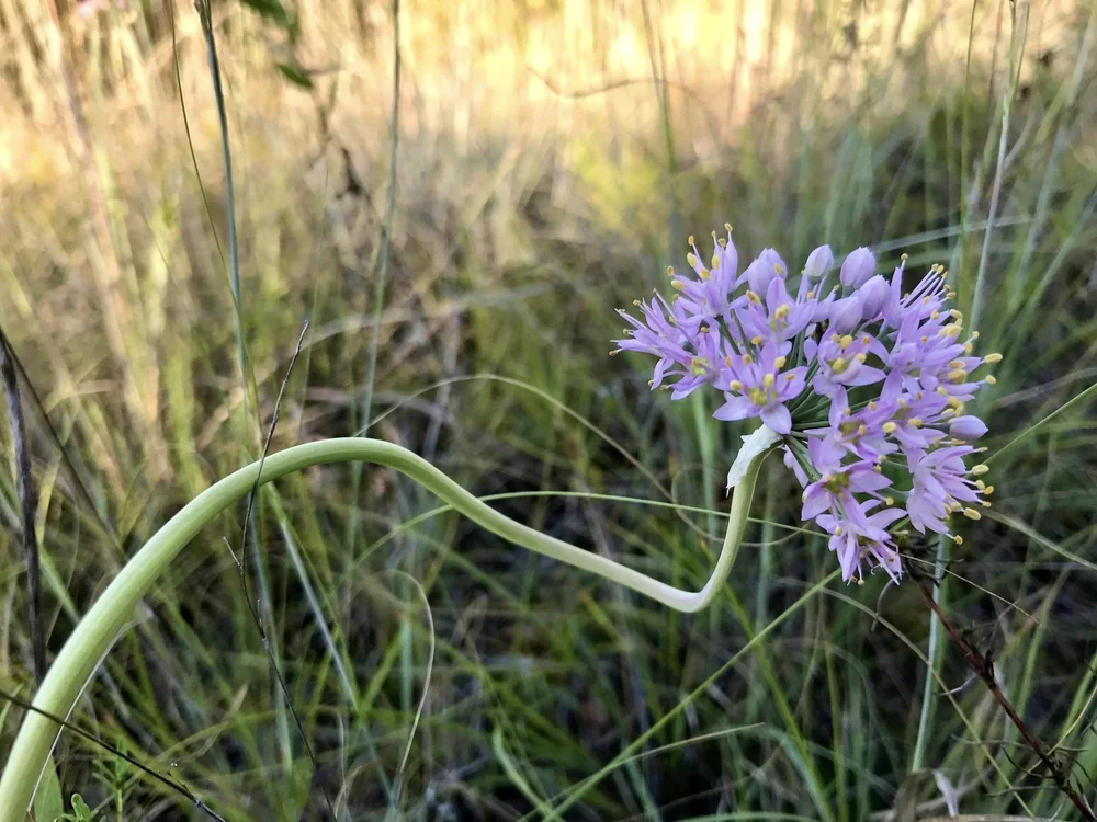   Prairie Onion  ( Allium stellatum)  are a joy to see on the fall prairie.    