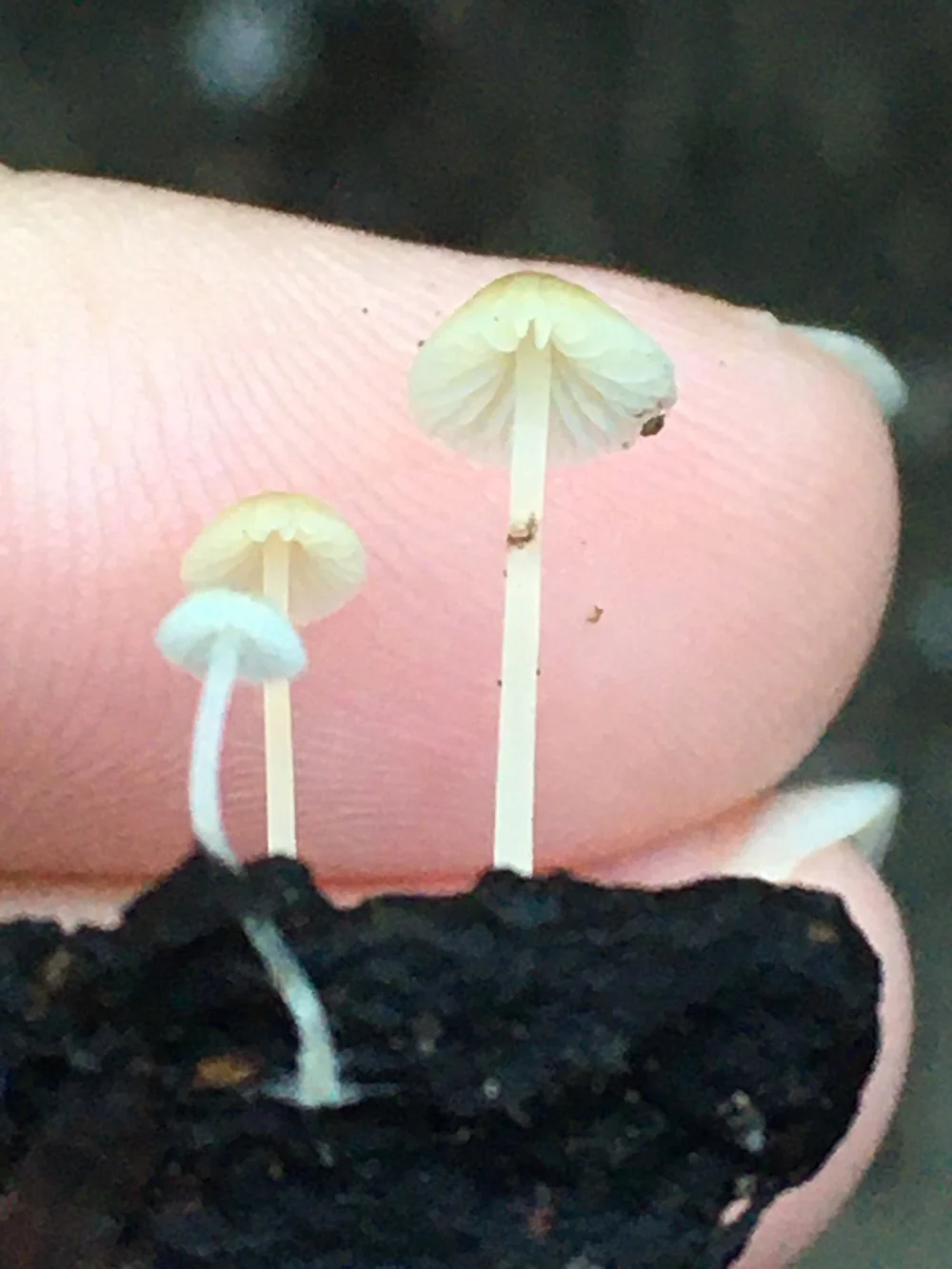  Genus  Hemimycena . Photo by  pynklynx  