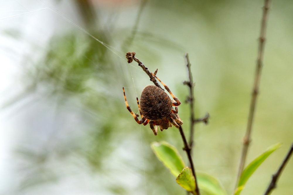  Spotted Orbweaver Spider . Photo by  brookso  