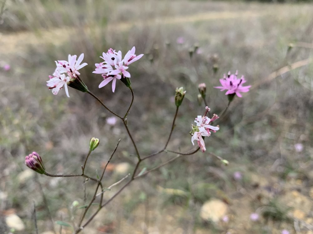   Small Palafox  ( Palafoxia callosa)  a late bloomer 