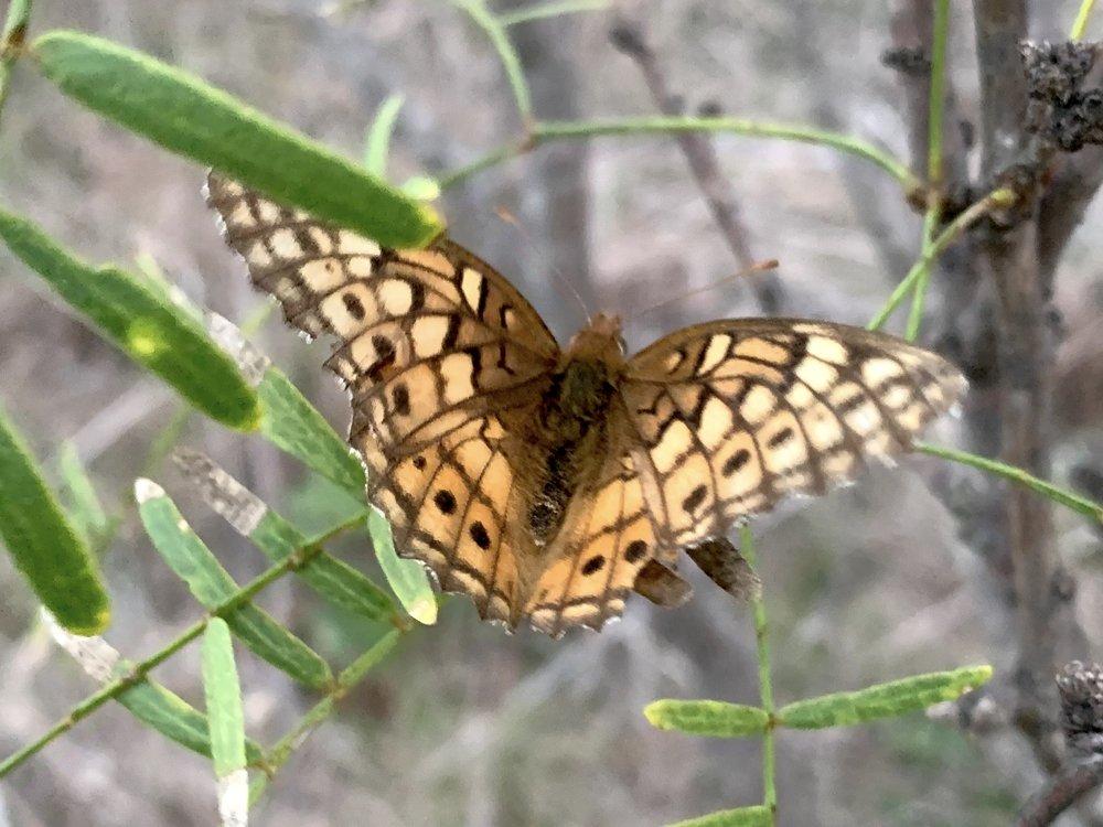   Variegated Fritillary : one of the last butterflies I saw this year 