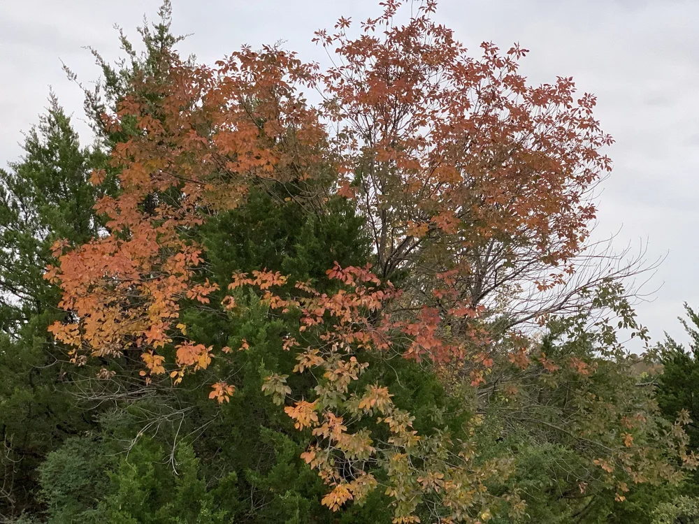  A rare bit of fall color in this crazy year. 
